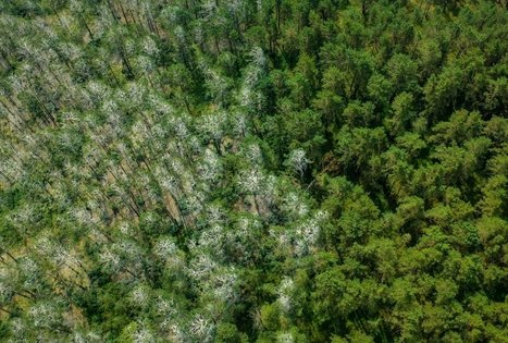 Garnių ir kormoranų kolonija