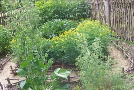 Klaipėdos universiteto botanikos sodas