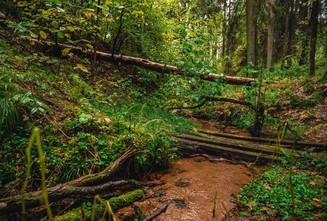 Kulautuvos pėsčiųjų – sveikatingumo takas I.