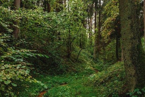 Kulautuvos pėsčiųjų – sveikatingumo takas I.