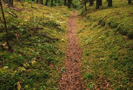 Kulautuvos pėsčiųjų – sveikatingumo takas I.