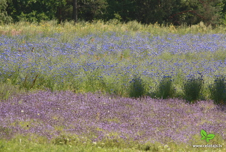 Ūkio „Kurmīši“  /„Kurmiukų“ arbatos