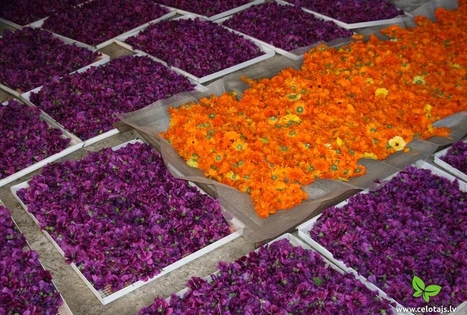 Ūkio „Kurmīši“  /„Kurmiukų“ arbatos