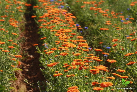 Ūkio „Kurmīši“  /„Kurmiukų“ arbatos