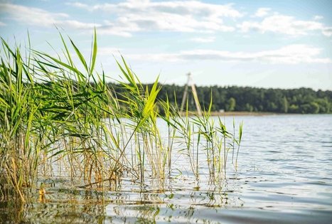 Miško Takas 64. Kaunas – Lampėdžiai.