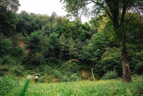 Miško Takas 69. Kirkšnovė – Kaulakiai.