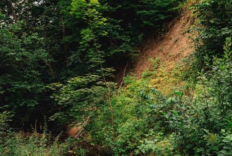 Miško Takas 69. Kirkšnovė – Kaulakiai.