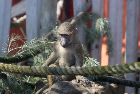 Lietuvos zoologijos sodas