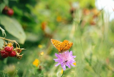 Miško Takas 67. Vilkija – Padubysys.