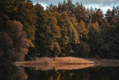 Miško Takas 52. Veisiejai – Trikojis.