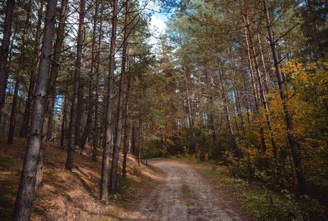 Miško Takas 52. Veisiejai – Trikojis.