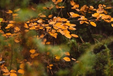 Miško Takas 52. Veisiejai – Trikojis.