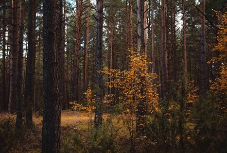 Miško Takas 52. Veisiejai – Trikojis.