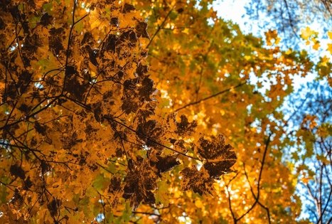 Miško Takas 52. Veisiejai – Trikojis.