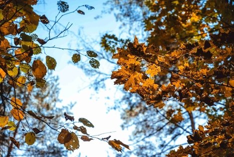 Miško Takas 52. Veisiejai – Trikojis.