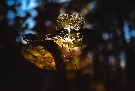 Miško Takas 52. Veisiejai – Trikojis.