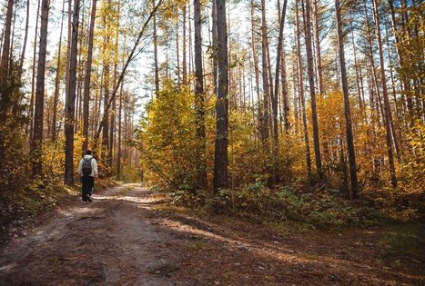 Miško Takas 52. Veisiejai – Trikojis.