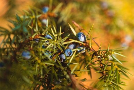 Miško Takas 52. Veisiejai – Trikojis.