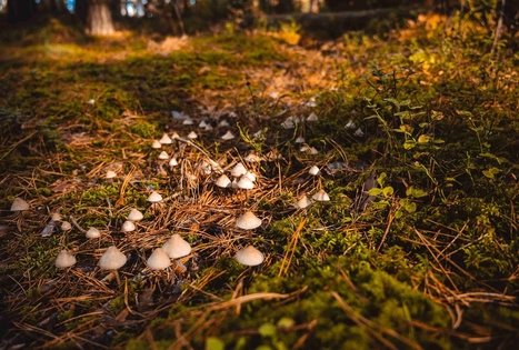 Miško Takas 52. Veisiejai – Trikojis.