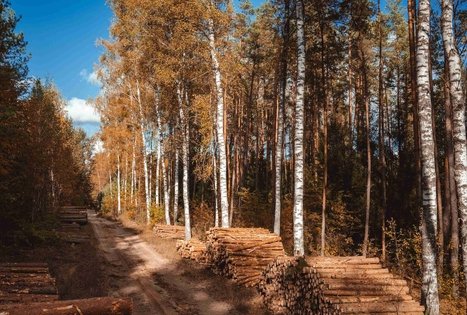 Miško Takas 53. Trikojis – Didžiasalis.