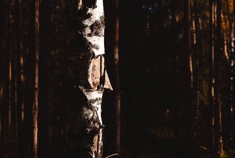 Miško Takas 53. Trikojis – Didžiasalis.