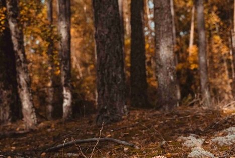 Miško Takas 54. Didžiasalis – Druskininkai – Žiogeliai.