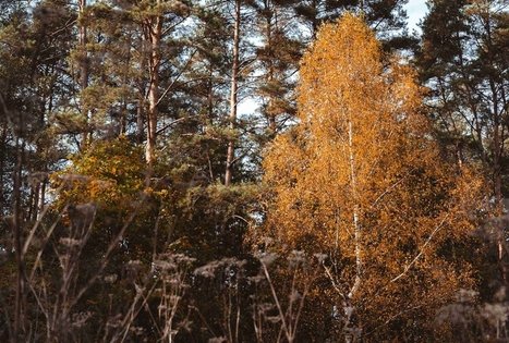 Miško Takas 54. Didžiasalis – Druskininkai – Žiogeliai.