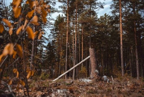 Miško Takas 54. Didžiasalis – Druskininkai – Žiogeliai.