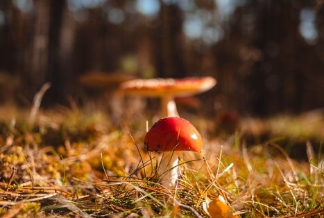 Miško Takas 54. Didžiasalis – Druskininkai – Žiogeliai.