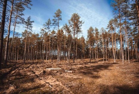 Miško Takas 54. Didžiasalis – Druskininkai – Žiogeliai.