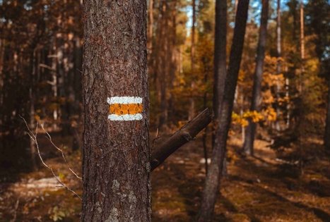 Miško Takas 54. Didžiasalis – Druskininkai – Žiogeliai.