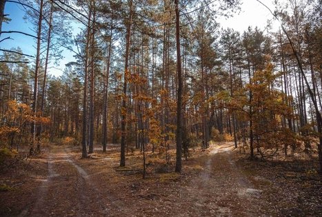 Miško Takas 54. Didžiasalis – Druskininkai – Žiogeliai.