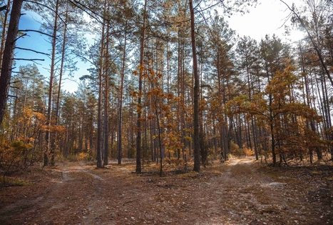 Miško Takas 54. Didžiasalis – Druskininkai – Žiogeliai.