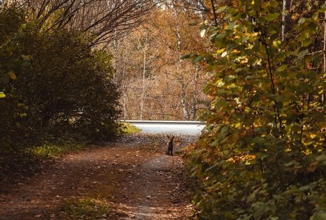 Miško Takas 55. Žiogeliai – Merkinė.
