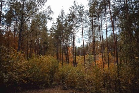 Miško Takas 56. Merkinė – Nemunaitis.