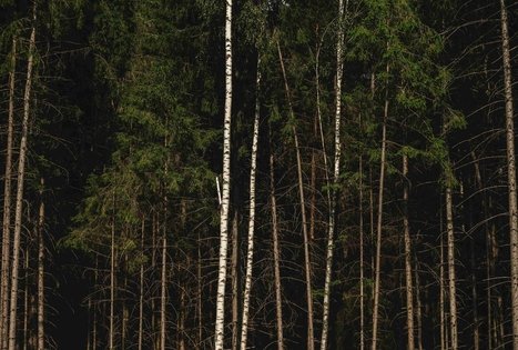 Miško Takas 59. Panemunis – Birštonas.