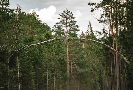 Miško Takas 59. Panemunis – Birštonas.