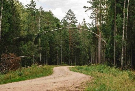 Miško Takas 59. Panemunis – Birštonas.