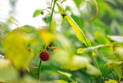 Miško Takas 59. Panemunis – Birštonas.