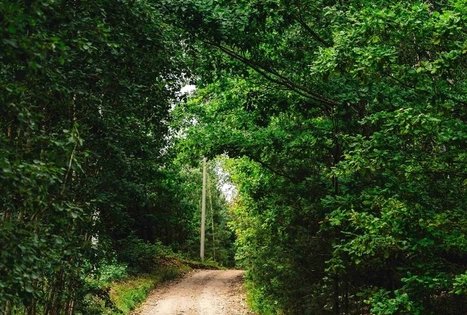 Miško Takas 59. Panemunis – Birštonas.