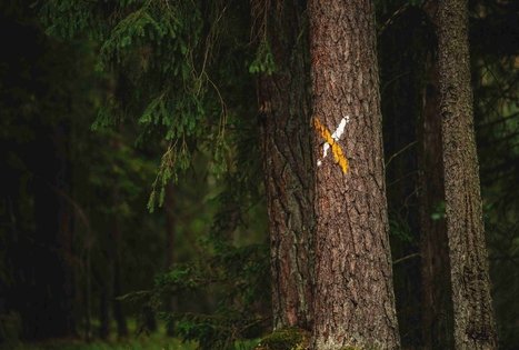 Miško Takas 59. Panemunis – Birštonas.