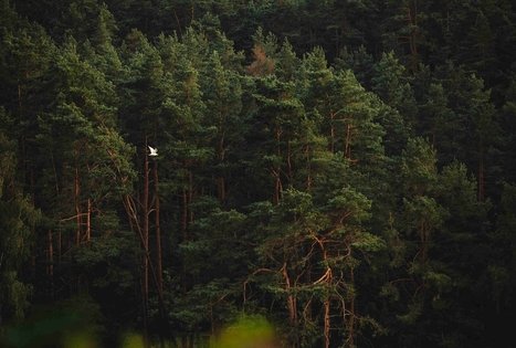 Miško Takas 59. Panemunis – Birštonas.