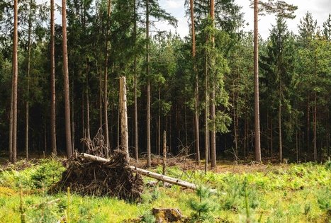 Miško Takas 59. Panemunis – Birštonas.