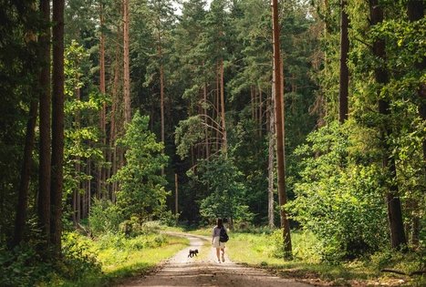 Miško Takas 59. Panemunis – Birštonas.