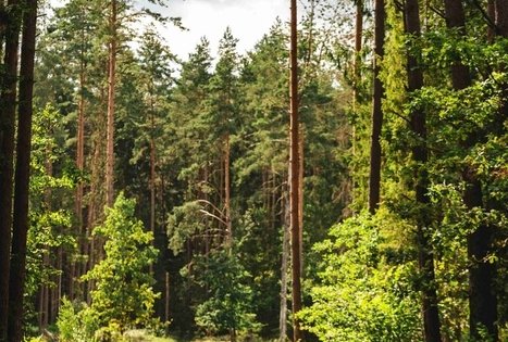 Miško Takas 59. Panemunis – Birštonas.