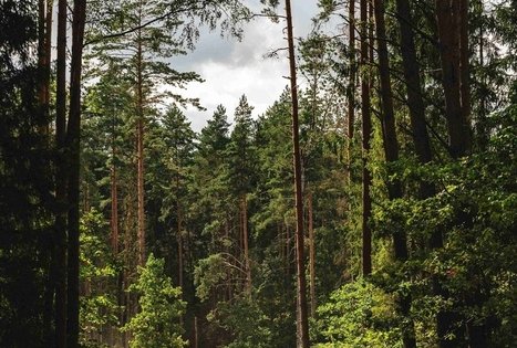 Miško Takas 59. Panemunis – Birštonas.