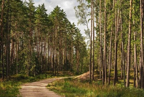 Miško Takas 59. Panemunis – Birštonas.