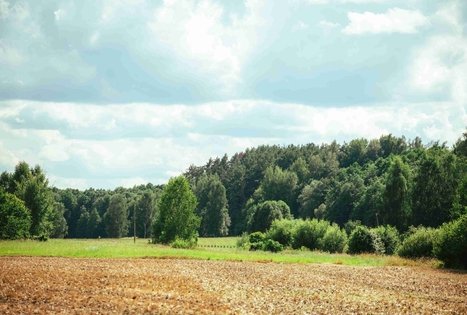 Miško Takas 61. Alksniakiemis – Pakuonis.