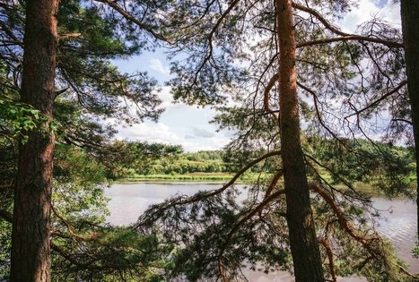 Miško Takas 61. Alksniakiemis – Pakuonis.