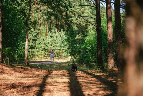 Miško Takas 61. Alksniakiemis – Pakuonis.